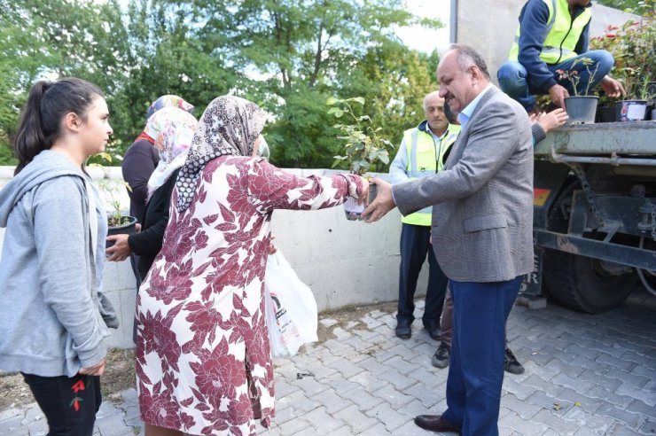 Kastamonu Belediyesi, 3 bin 500 gül fidesi dağıttı