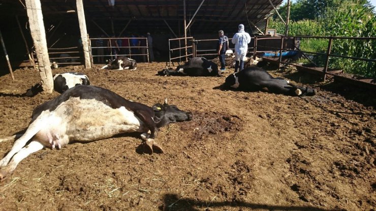 Konya’da besihanedeki 19 büyükbaş hayvan telef olmuş halde bulundu