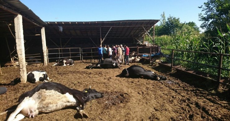 Konya’da besihanedeki 19 büyükbaş hayvan telef olmuş halde bulundu