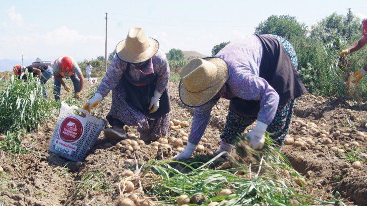 Akıllı Köy’de patates denemesi başarıyla sonuçlandı