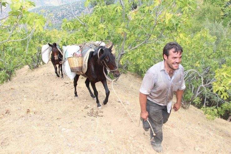 Aydın dağlarında at ve eşekler halen revaçta