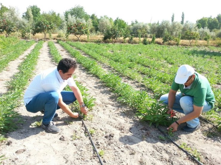 Talas’ta adaçayı hasadı yapıldı