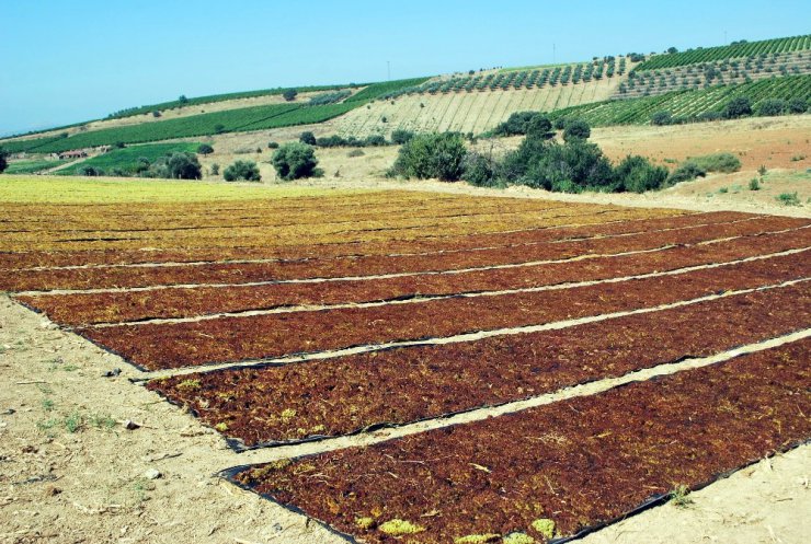 Üretici üzümünü yola dökmeye hazırlanıyor