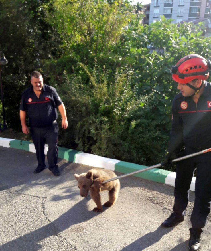 Firari yavru ayı itfaiyeciler tarafından yakalandı