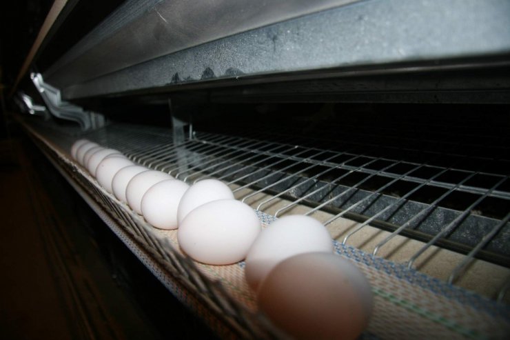 Okulların açılması ile yumurta fiyatlarının artması bekleniyor