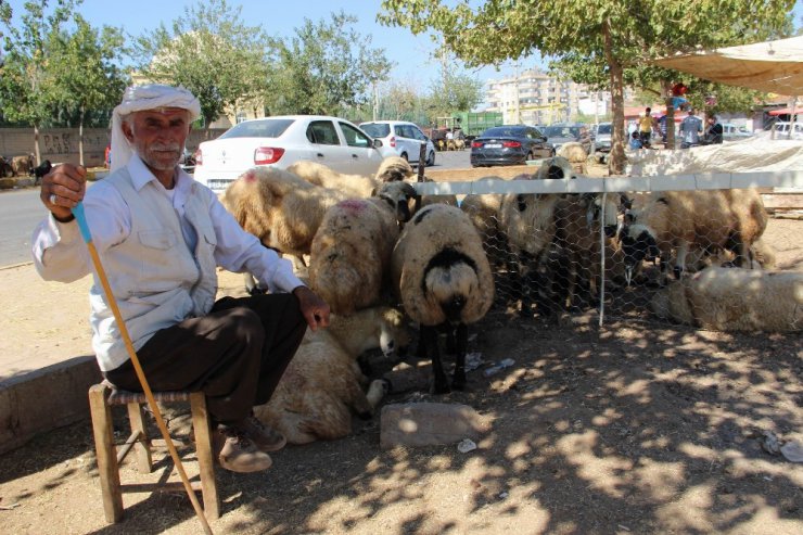 Diyarbakır’da kurbanlıklar elde kaldı