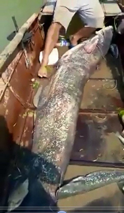 Adana’da dev yayın balığı yakalandı