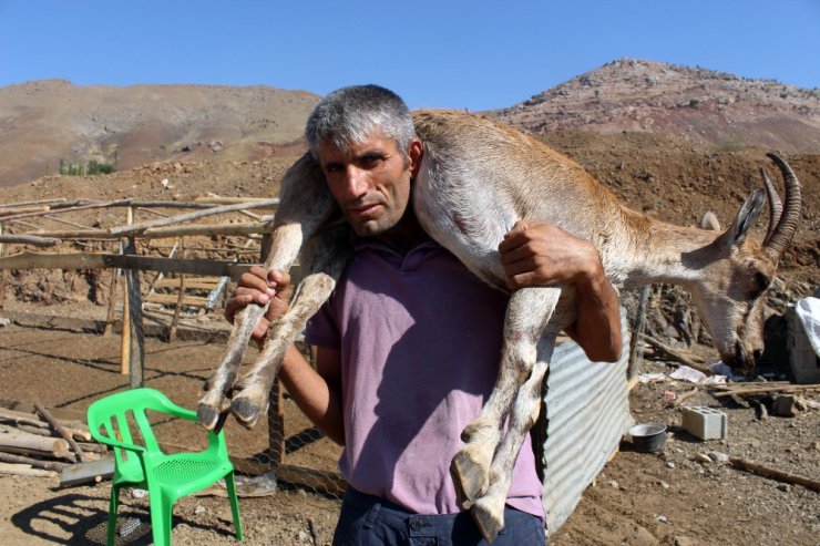 Yaralı dağ keçisini kilometrelerce sırtında taşıdı