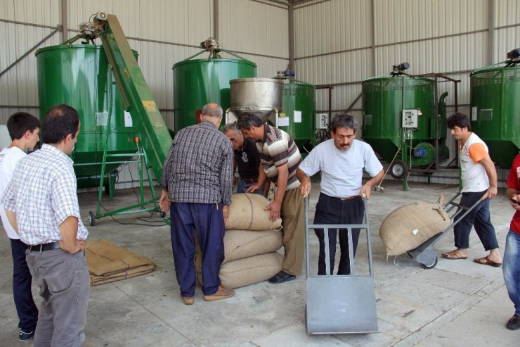 Fındık yerden toplanıyor, makinede kurutuluyor