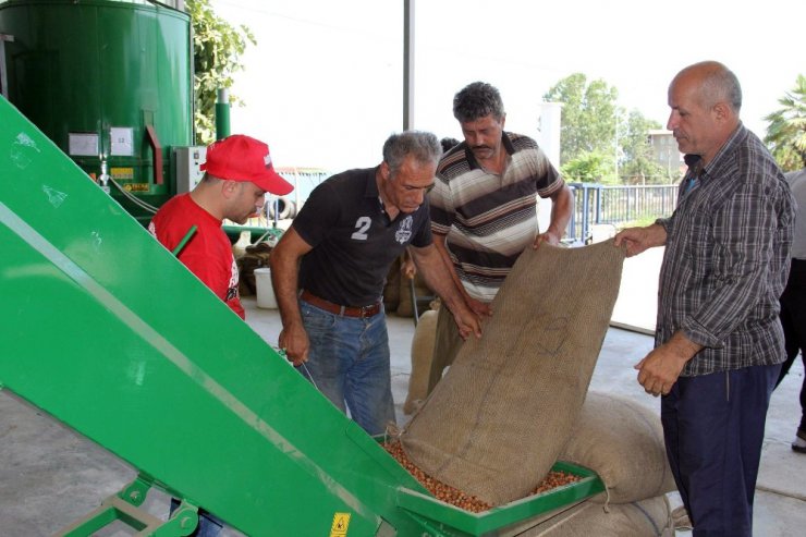 Fındık yerden toplanıyor, makinede kurutuluyor