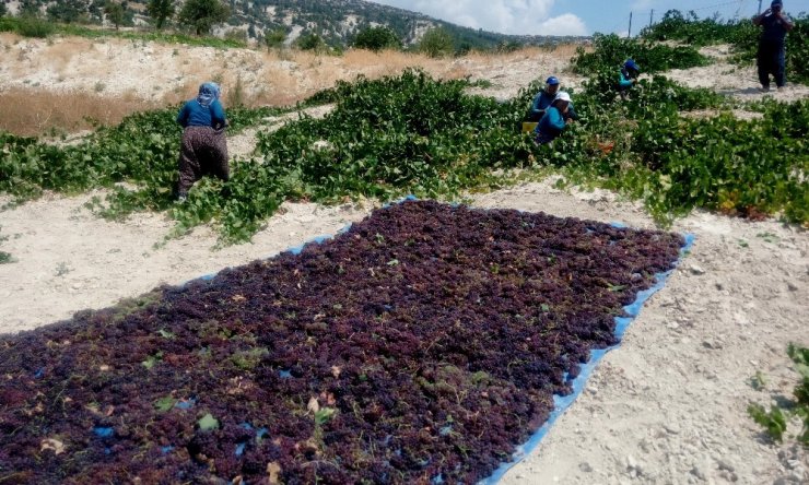 Gülnar’da kişniş üzüm hasadına başlandı