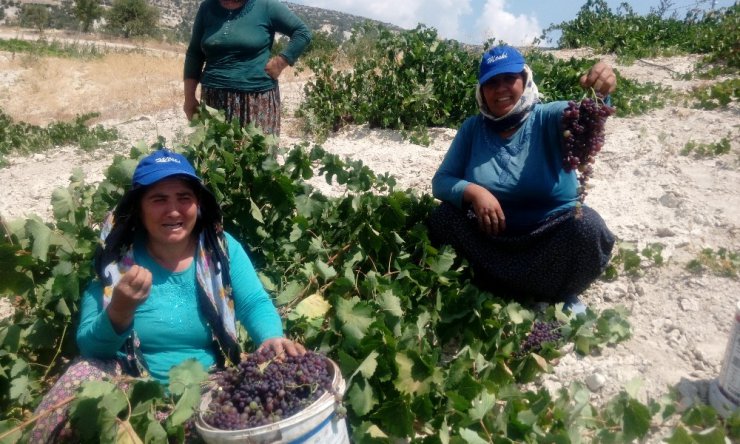 Gülnar’da kişniş üzüm hasadına başlandı