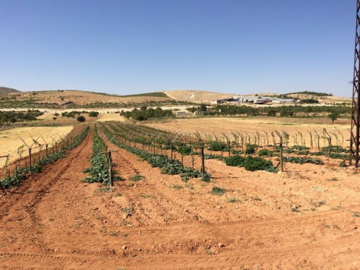 Telli sistemle daha sağlıklı ve kaliteli üzüm yetişecek