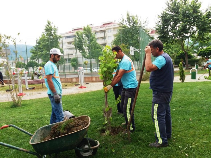 Yıldırım parklarını mevsimlik çiçekler süslüyor