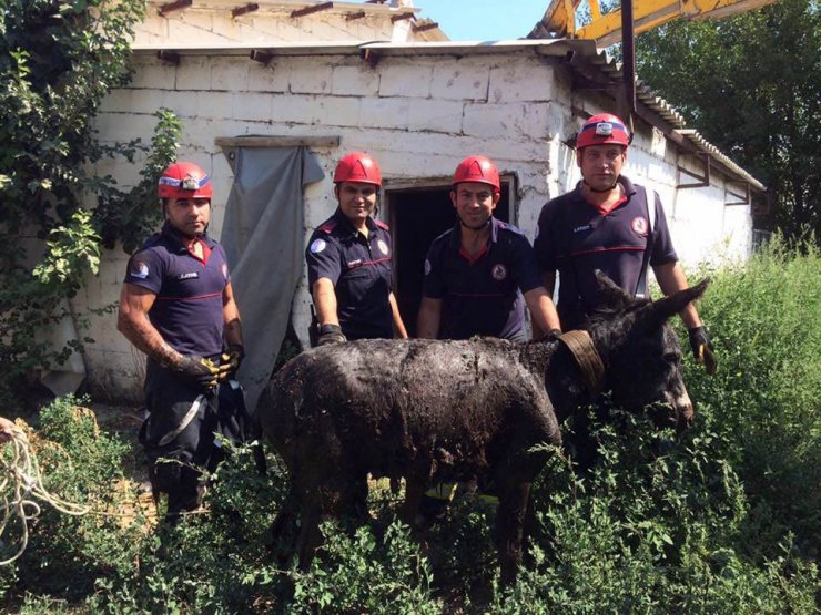 Foseptik çukuruna düşen eşeği itfaiye kurtardı