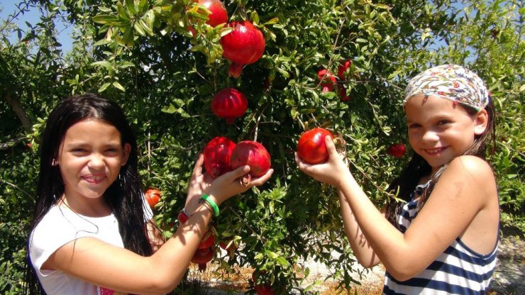 Mersin’de ilk nar hasadı yapıldı