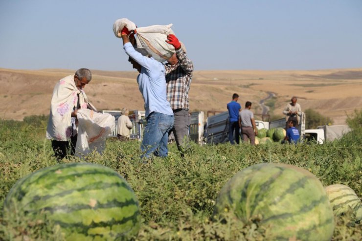 Diyarbakır karpuzu görücüye çıktı: En büyüğü 52 kiloyu aştı