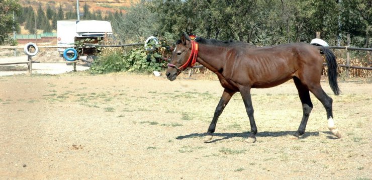 Ölüme terk edilmişti, şimdi dörtnala koşuyor