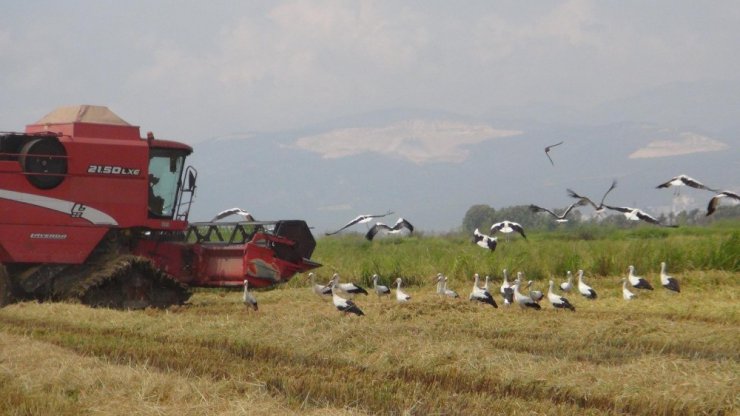 Mersin’de çeltik hasadı başladı