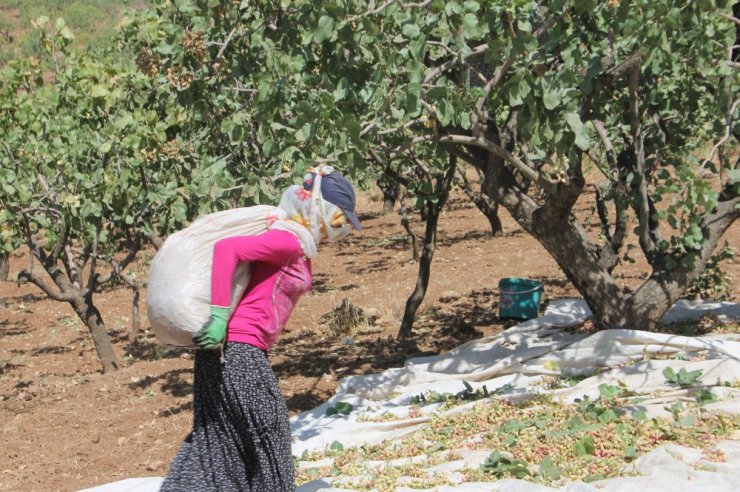 Fıstıkta verim arttı, üreticiyi çalınma korkusu sardı