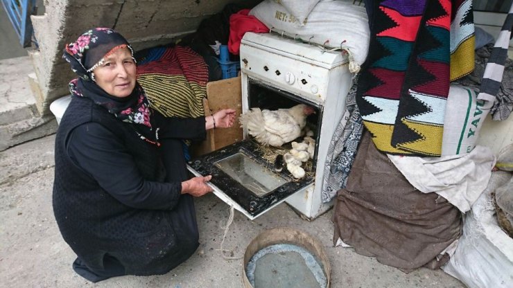 Ocaklı fırını kuluçka yaptı