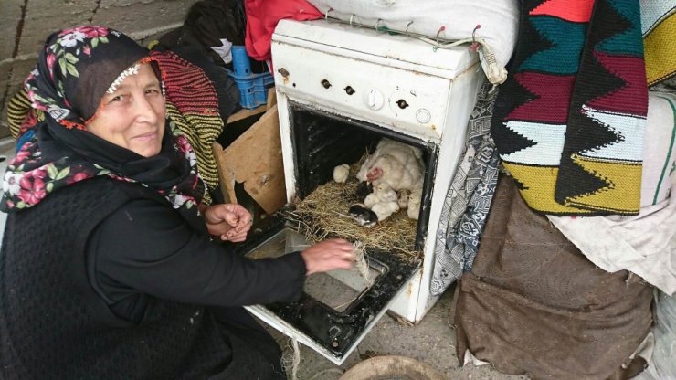 Ocaklı fırını kuluçka yaptı