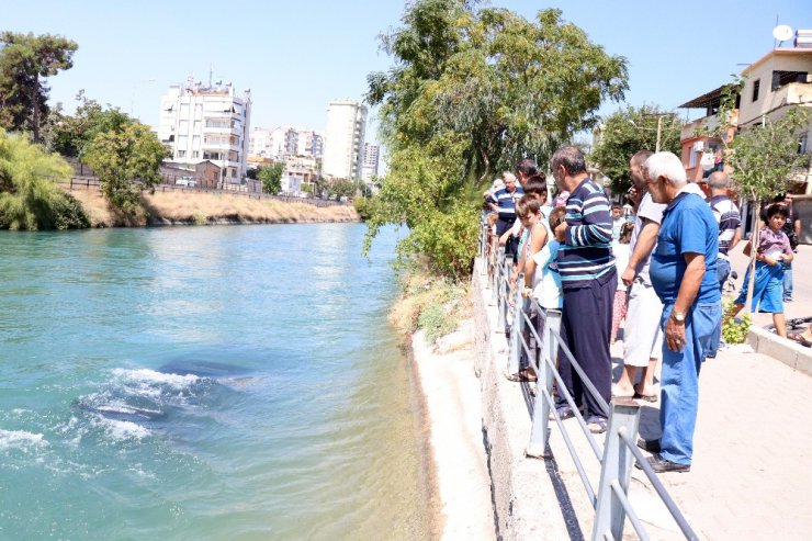 Adana’da otomobil sulama kanalına düştü