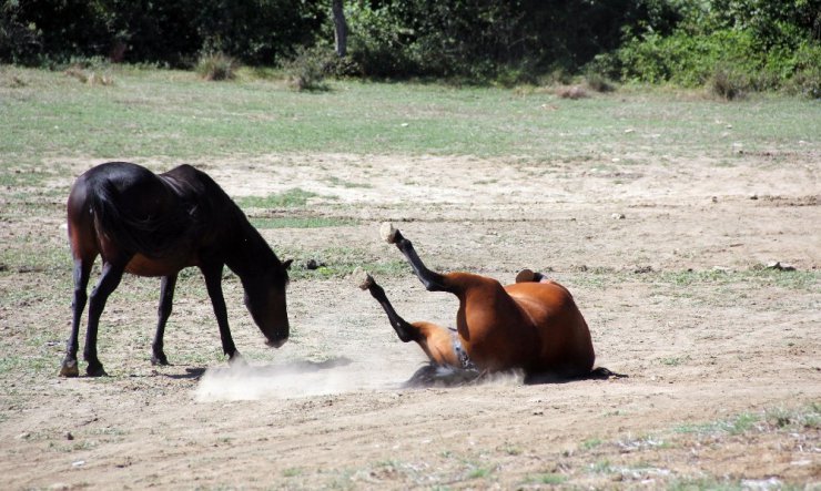 Yılkı Atları güneşli havanın tadını çıkardı