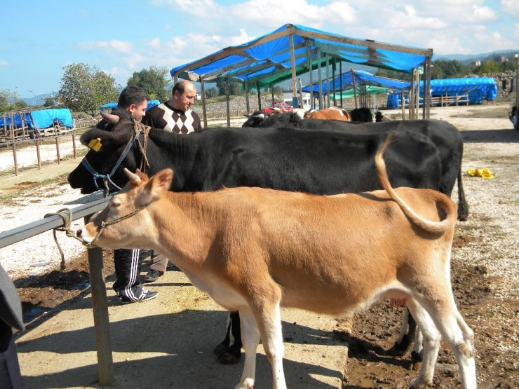 Kurbanlıklar fındığa takıldı