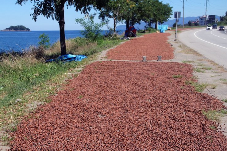 Yollar ve kaldırımlar fındık harmanı oldu