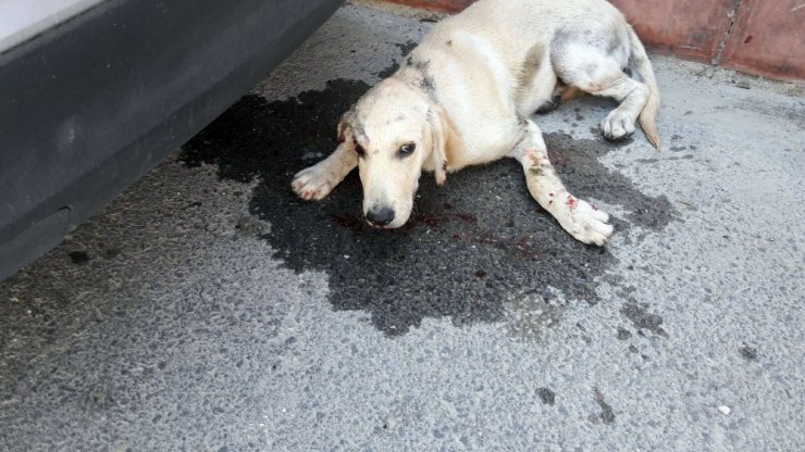 Hatay’da köpeğe şiddet dehşeti