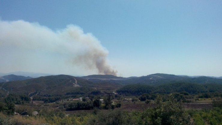 Suriye sınırında orman yangını