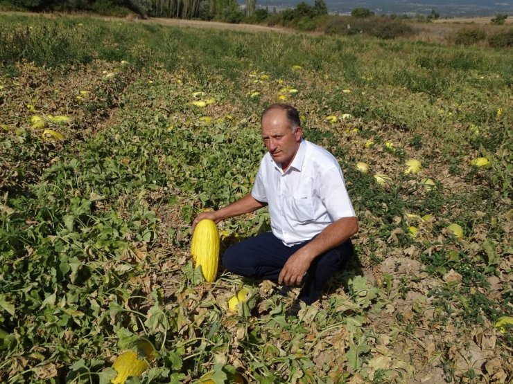 Hisarcık’ta yerli organik kavun kapışılıyor