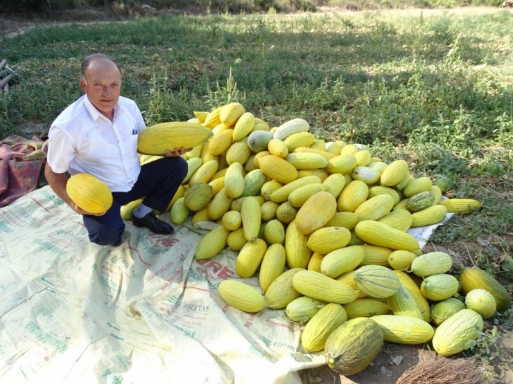 Hisarcık’ta yerli organik kavun kapışılıyor