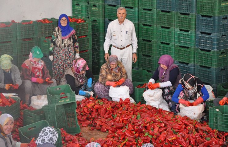 İnegöl’den Hollanda’ya 700 ton salça ihracatı