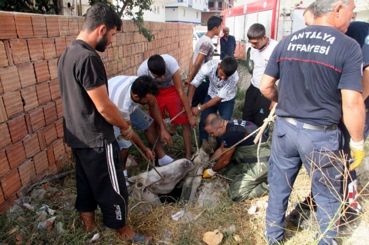 Foseptik çukuruna düşen at kurtarıldı