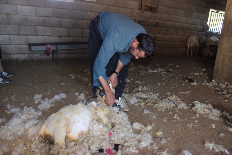 Kırkma makasları teknolojiye yenik düştü