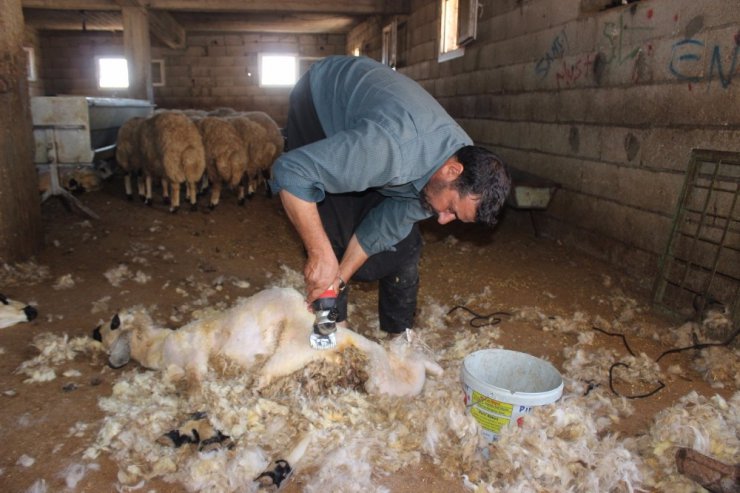 Kırkma makasları teknolojiye yenik düştü