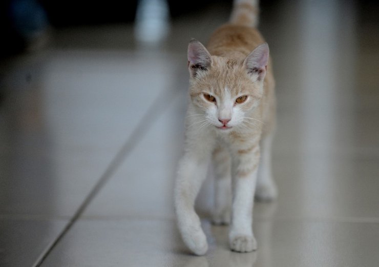 Kedi beslediği için kendisiyle tartışan kişiden şikayetçi oldu