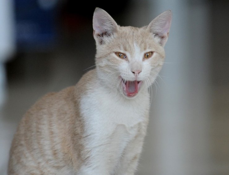 Kedi beslediği için kendisiyle tartışan kişiden şikayetçi oldu