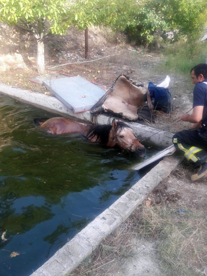 Havuza düşen atı itfaiye iş makinesiyle kurtardı