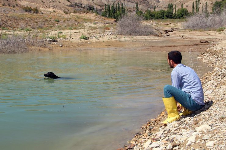 Balıkçı köpek sahibine günlük iki kilo balık yakalıyor