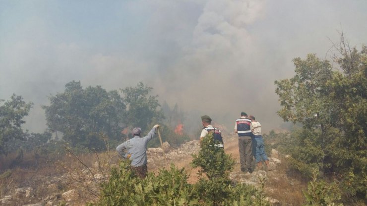 Kütahya Domaniç’te orman yangını