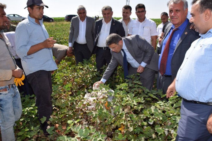 Karadenizli Kaymakam pamuk tarlasında