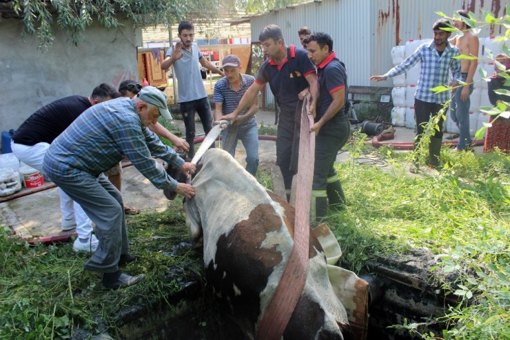 Kuyuya düşen inek için itfaiye ve vatandaşlar seferber oldu