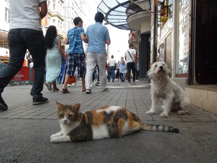 Taksim’de kedi ve köpeğin dostluğu görenleri şaşırttı