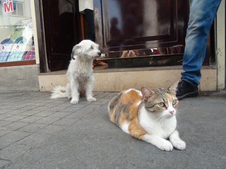 Taksim’de kedi ve köpeğin dostluğu görenleri şaşırttı