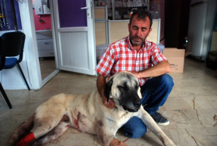 Baltalı saldırıya uğrayan kangal köpeği tedavi altına alındı