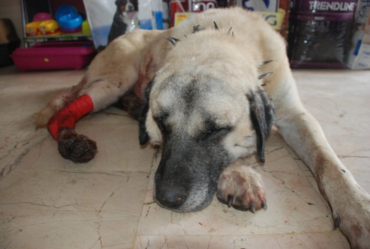 Baltalı saldırıya uğrayan kangal köpeği tedavi altına alındı