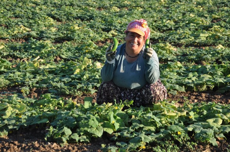 Payas’ta organik salatalık üretimi